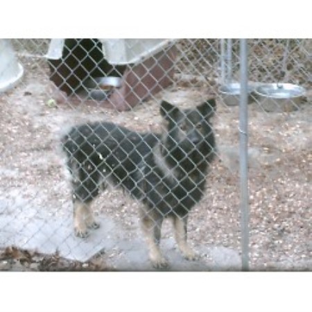 GSD,Alsatian breeder in North Carolina picture 2