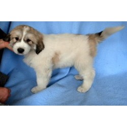 Great Pyrenees Breeder in Wakefield, Quebec
