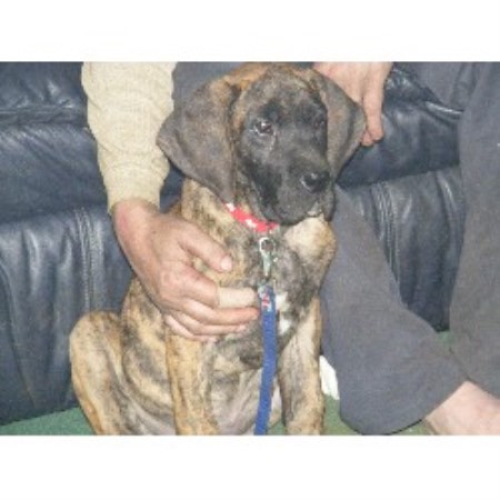 Great Dane in Kentucky