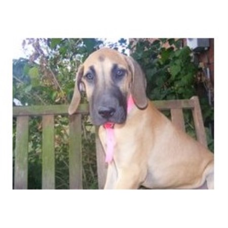 Great Dane breeder in Mount Vernon Kentucky