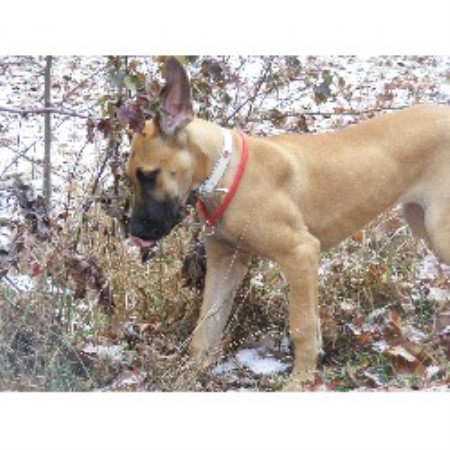 Great Dane Breeder in Mount Vernon, Kentucky