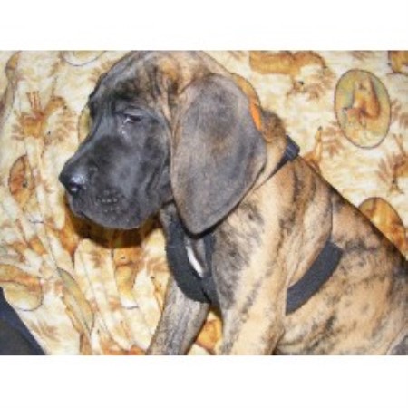 Great Dane breeder in Kentucky picture 2