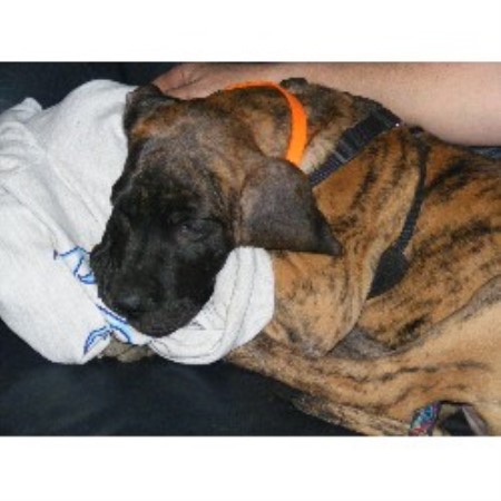 Great Dane in Kentucky picture 2