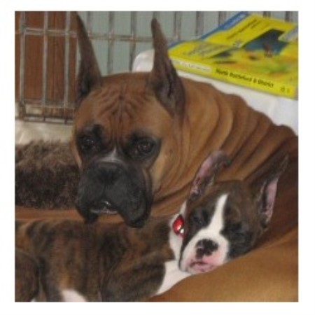 Boxer Breeder in Punnichy, Saskatchewan