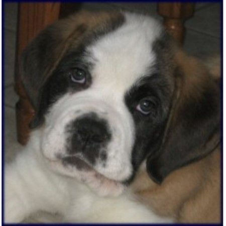 Saint Bernard breeder in Saskatchewan picture 2