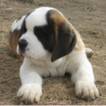 Saint Bernard Breeder in Punnichy, Saskatchewan