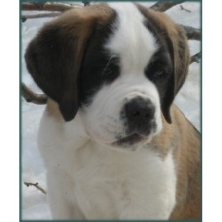 Saint Bernard breeder in Punnichy Saskatchewan