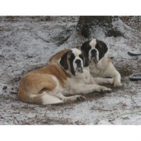 Saint Bernard in Saskatchewan