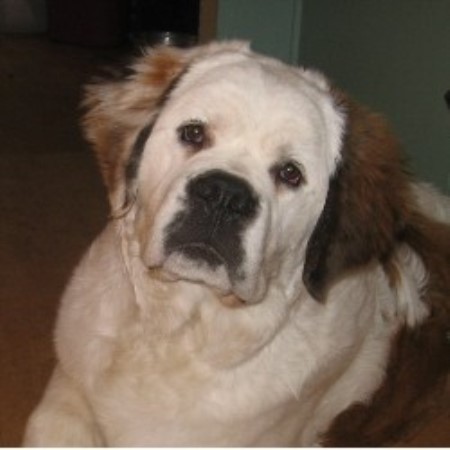 Saint Bernard in Saskatchewan picture 2