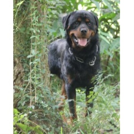 Rottweiler breeder in Micanopy Florida