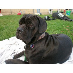 Cane Corso Stud in Sinking Spring, Pennsylvania
