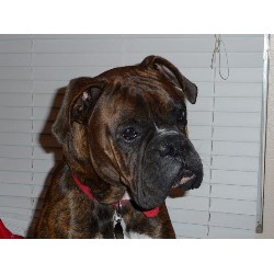 Boxer Stud in Redding, California
