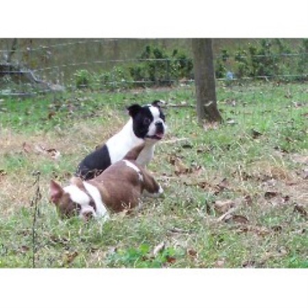 free puppies in mississippi boston terrier breeders in mississippi freedoglistings free puppies in mississippi boston terrier breeders in mississippi freedoglistings
