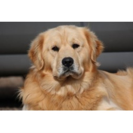 free golden retriever puppies louisiana golden retriever breeders in virginia freedoglistings free golden retriever puppies louisiana golden retriever breeders in virginia freedoglistings