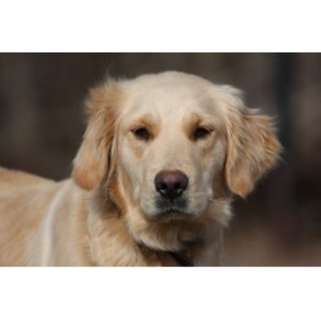 golden retriever breeder virginia the farm golden retriever breeder in martinsville virginia listing id 12464 golden retriever breeder virginia the farm golden retriever breeder in martinsville virginia listing id 12464