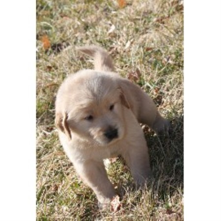 Golden Retriever in Virginia picture 2