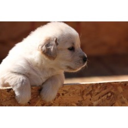 Golden Retriever in Virginia