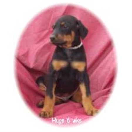 Doberman Pinscher in Missouri picture 2