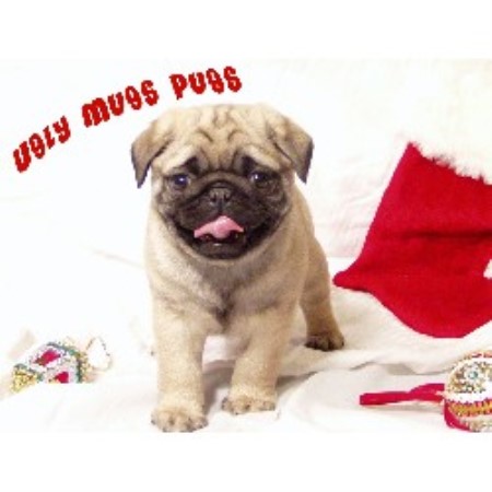 Pug breeder in South Dakota picture 2