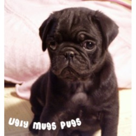 Pug breeder in Okaton South Dakota