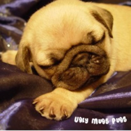 pugs for sale in south dakota mugs pugs pug breeder in okaton south dakota listing id 12466 pugs for sale in south dakota mugs pugs pug breeder in okaton south dakota listing id 12466