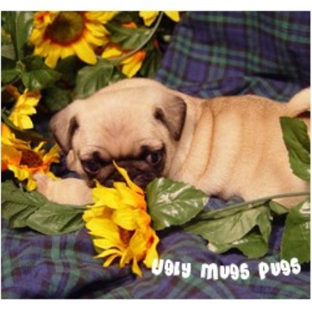 pugs for sale in south dakota mugs pugs pug breeder in okaton south dakota listing id 12466 pugs for sale in south dakota mugs pugs pug breeder in okaton south dakota listing id 12466