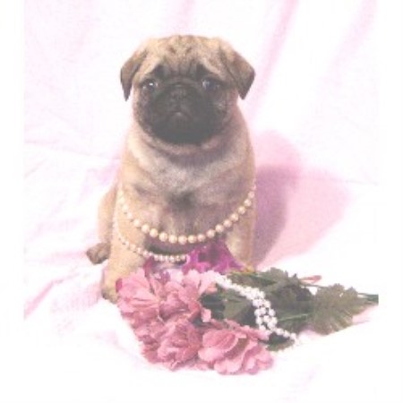 Pug in South Dakota picture 2