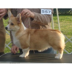 Pembroke Welsh Corgi Breeder in Henderson, Nevada