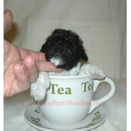 Poodle Toy Breeder in Eastern Shore, Maryland