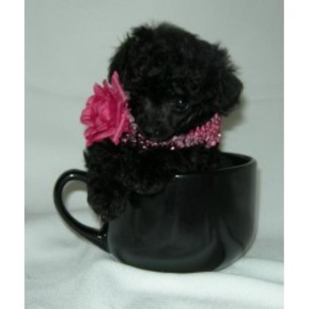 Poodle Toy in Maryland picture 2