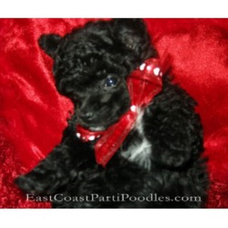 Poodle Toy breeder in Maryland picture 2