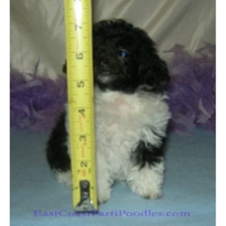 Poodle Toy breeder in Eastern Shore Maryland