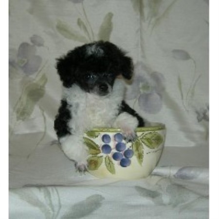 Poodle Toy in Maryland