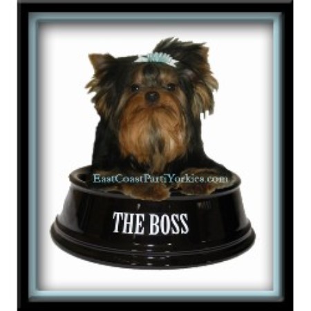 yorkie breeders maryland east coast parti yorkies terrier breeder in millington maryland yorkie breeders maryland east coast parti yorkies terrier breeder in millington maryland