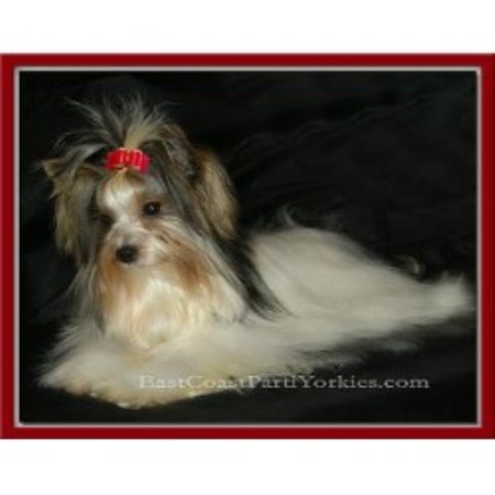 yorkie breeders maryland east coast parti yorkies terrier breeder in millington maryland yorkie breeders maryland east coast parti yorkies terrier breeder in millington maryland