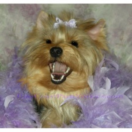 yorkie breeders in md east coast parti yorkies terrier breeder in millington maryland yorkie breeders in md east coast parti yorkies terrier breeder in millington maryland