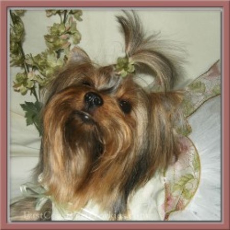 yorkie breeders maryland east coast parti yorkies terrier breeder in millington maryland yorkie breeders maryland east coast parti yorkies terrier breeder in millington maryland
