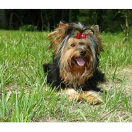 yorkie breeders maryland east coast parti yorkies terrier breeder in millington maryland yorkie breeders maryland east coast parti yorkies terrier breeder in millington maryland