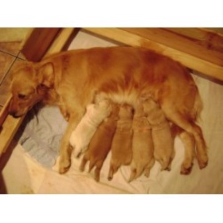 Golden Retriever in Texas picture 2