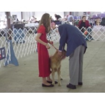 Golden Retriever breeder in Texas picture 2