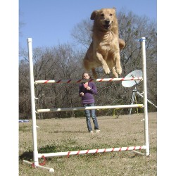 Golden Retriever Stud in Bullard, Texas