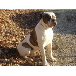 American Bulldog Stud in Irvine, Kentucky
