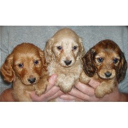 Dachshund Breeder in Hayesville, North Carolina