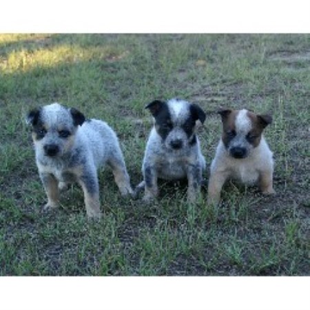 puppies in alabama australian terrier puppies for sale in virginia breeds picture puppies in alabama australian terrier puppies for sale in virginia breeds picture