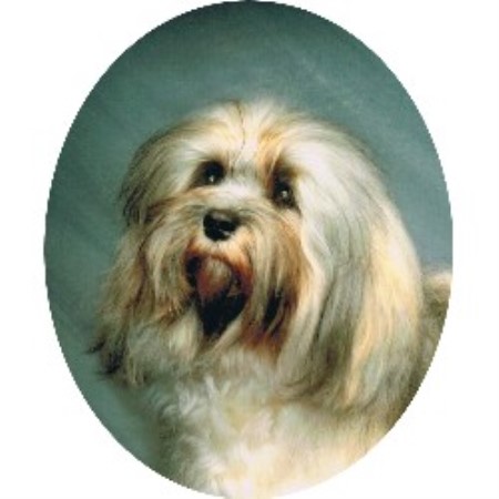 havanese rescue near me sandcastle havanese havanese breeder in simi valley california havanese rescue near me sandcastle havanese havanese breeder in simi valley california