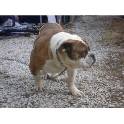 English Bulldog Stud in Irvine, Kentucky