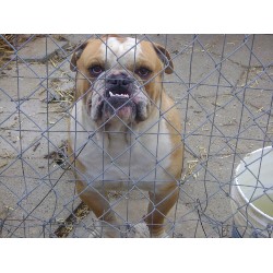 English Bulldog Stud in Irvine, Kentucky