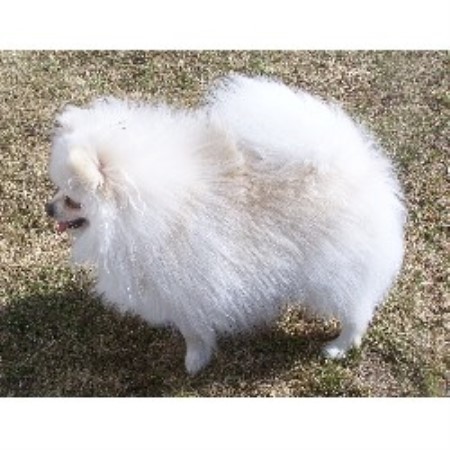 Pomeranian in New Hampshire picture 2