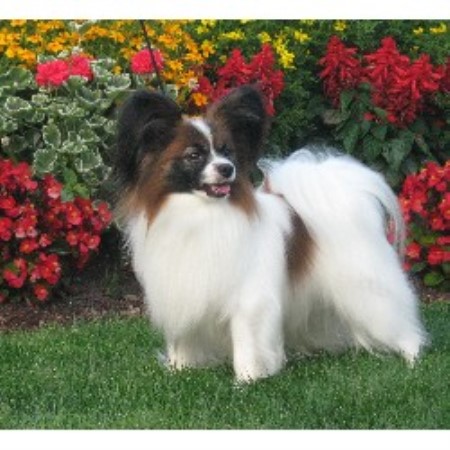 Papillon Breeder in Sedro Woolley, Washington