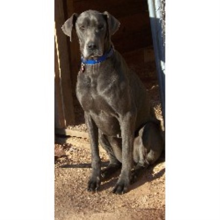 Great Dane breeder in North Carolina picture 2